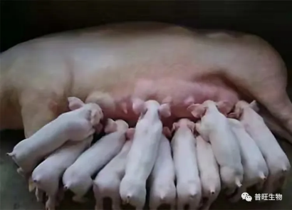 普旺生物 多產 高產